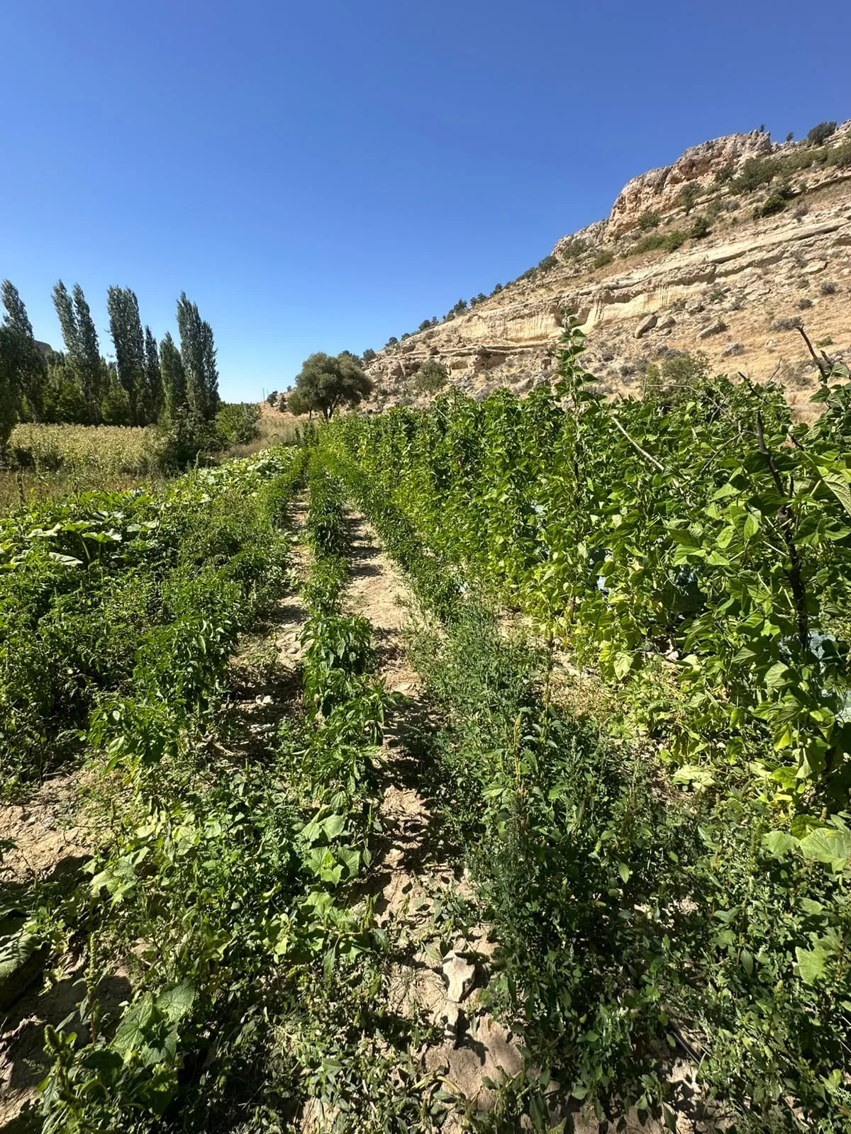 PAŞABAĞI KÖYÜ FIRSAT TARLA