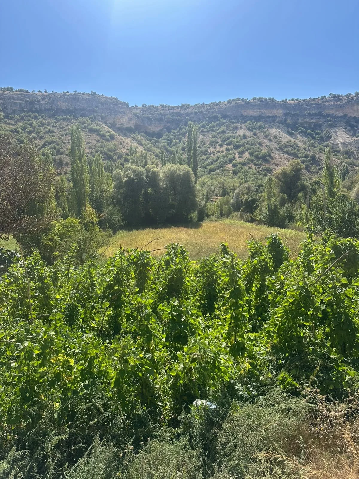 PAŞABAĞI KÖYÜ FIRSAT TARLA